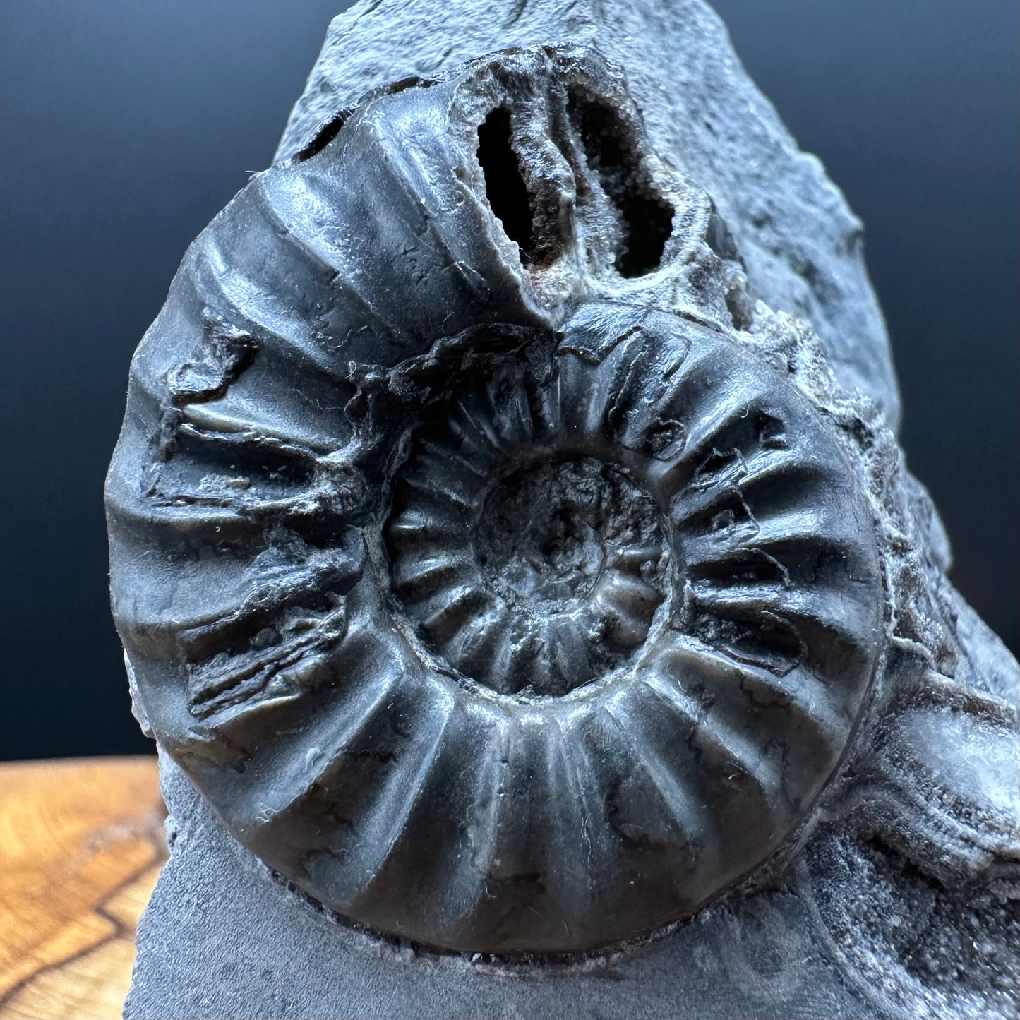 Asteroceras Ammonite fossil with box and stand - Whitby, North Yorkshire Jurassic Coast Yorkshire Fossils