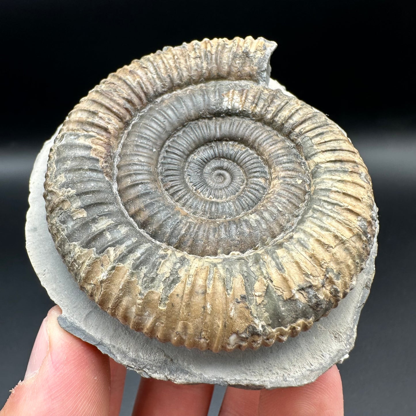 Dactylioceras Ammonite Fossil With Box And Stand - Whitby, North Yorkshire Jurassic Coast Yorkshire Fossils