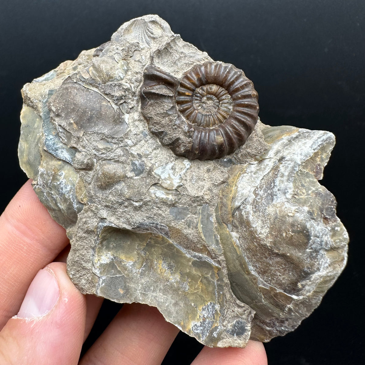 Androgynoceras capricornus Ammonite Fossil With Stand - Whitby, North Yorkshire Jurassic Coast Yorkshire Fossils