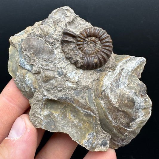 Androgynoceras capricornus Ammonite Fossil With Stand - Whitby, North Yorkshire Jurassic Coast Yorkshire Fossils