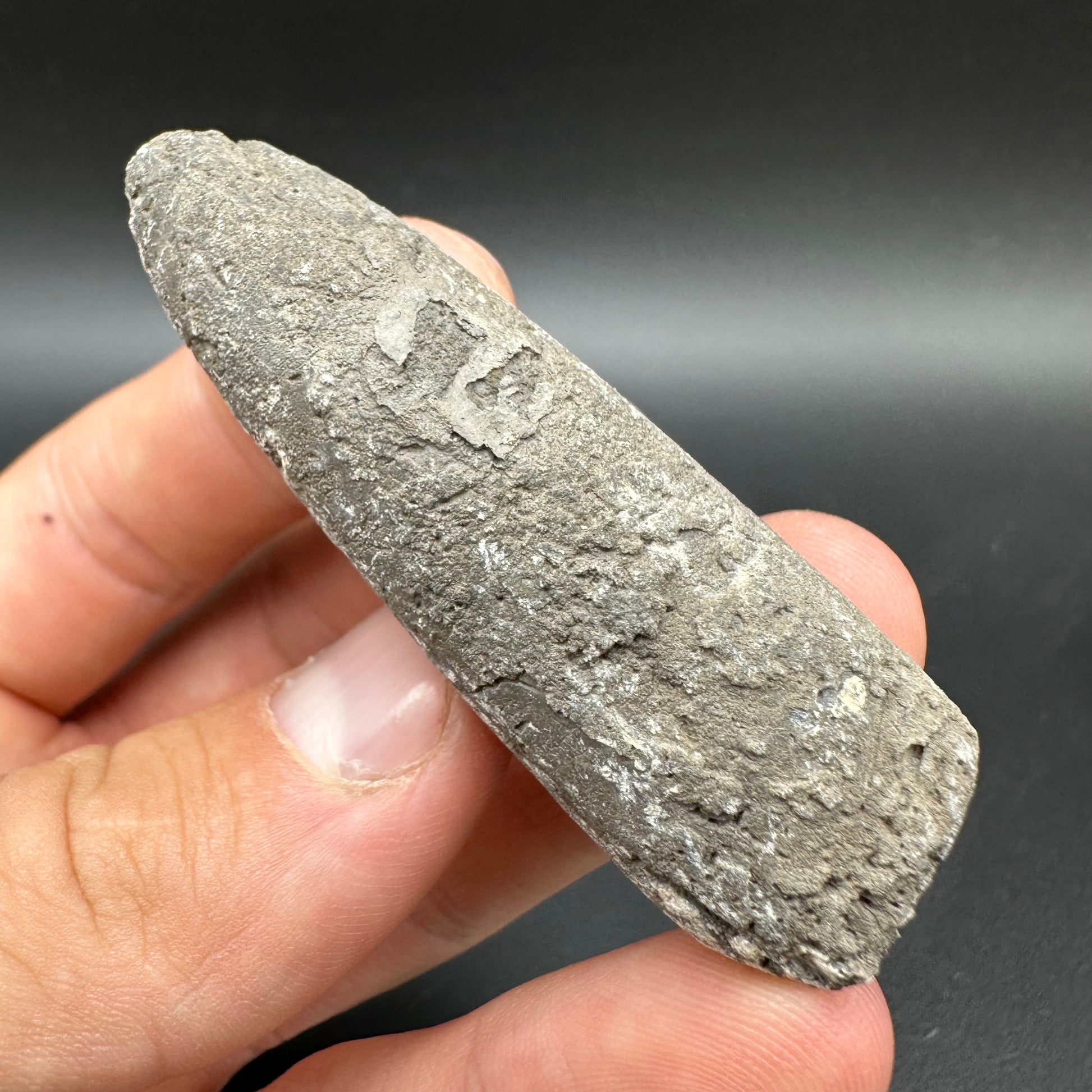 Belemnite (Fossil Squid) shell fossil - Whitby, North Yorkshire Jurass ...