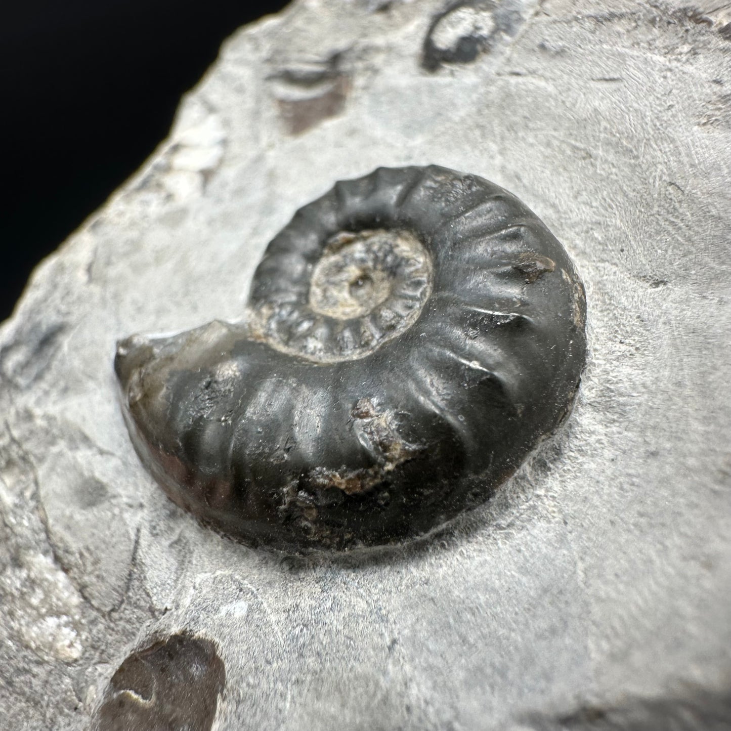 Agassiceras sp. ammonite fossil with box and stand - Whitby, North Yorkshire Jurassic Coast Yorkshire Fossils