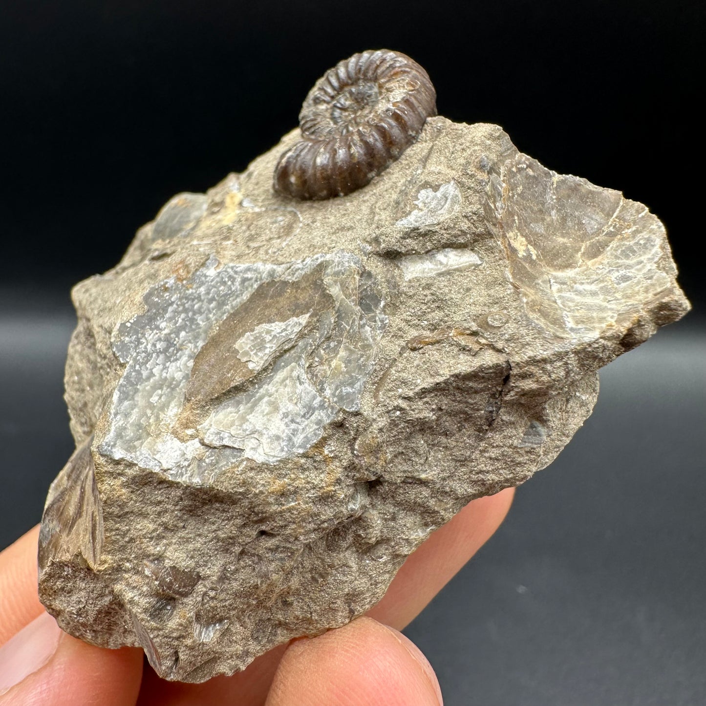 Androgynoceras capricornus Ammonite fossil with box and stand - Whitby, North Yorkshire Jurassic Coast Yorkshire Fossils