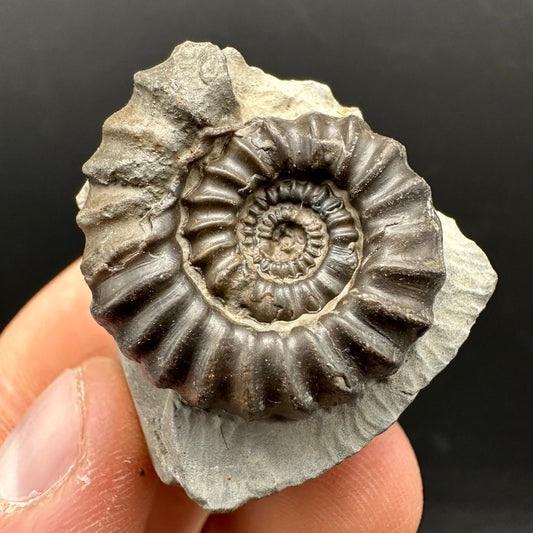 Gagaticeras Ammonite fossil with box and stand - Whitby, North Yorkshire Jurassic Coast Yorkshire Fossils