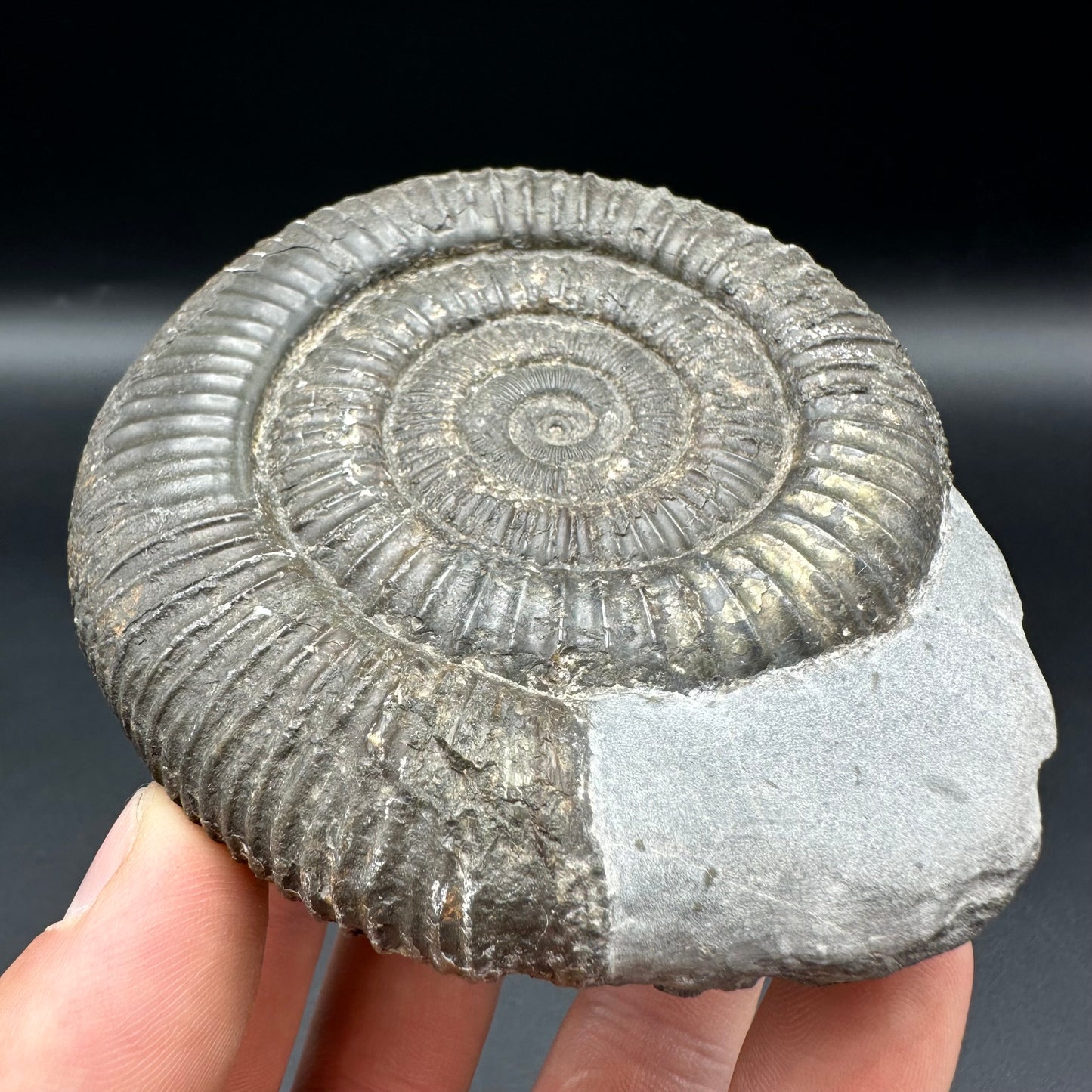 Dactylioceras Ammonite Fossil With Box And Stand - Whitby, North Yorkshire Jurassic Coast Yorkshire Fossils