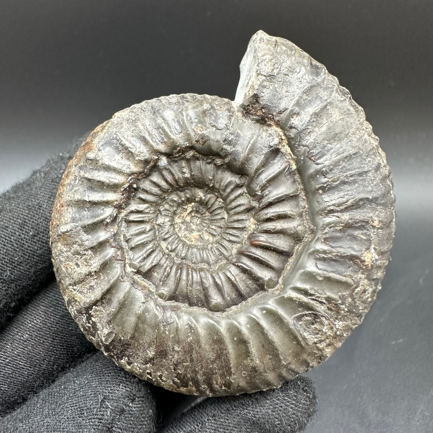 Peronoceras Sp. Ammonite fossil with box and stand - Whitby, North Yorkshire Jurassic Coast Yorkshire Fossils