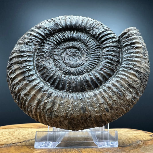 Dactylioceras Ammonite Fossil With box and Stand - Whitby, North Yorkshire Jurassic Coast Yorkshire Fossils