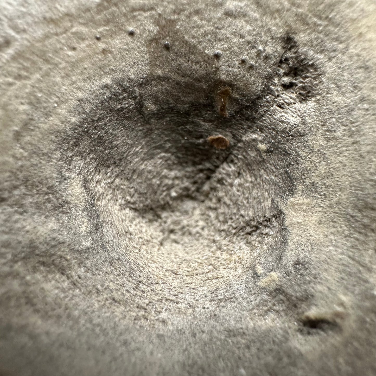 Ichthyosaur Vertebra fossil with box and stand - Whitby, North Yorkshire Jurassic Coast, Yorkshire fossils found on the Jurassic Coast