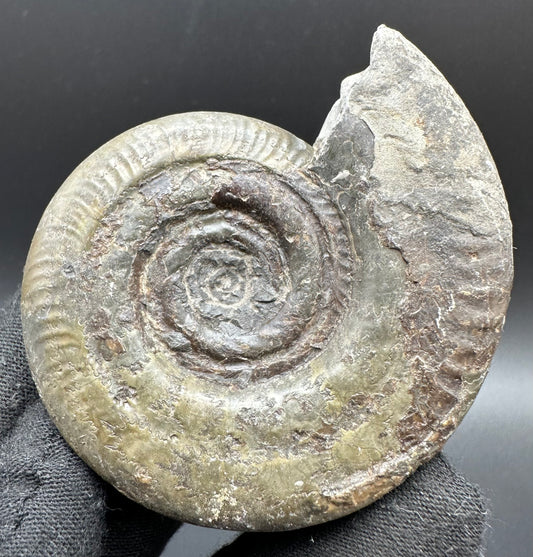 Hildoceras semipolitum Ammonite fossil with box and stand - Whitby, North Yorkshire Jurassic Coast, Yorkshire Fossils from the Jurassic Coast