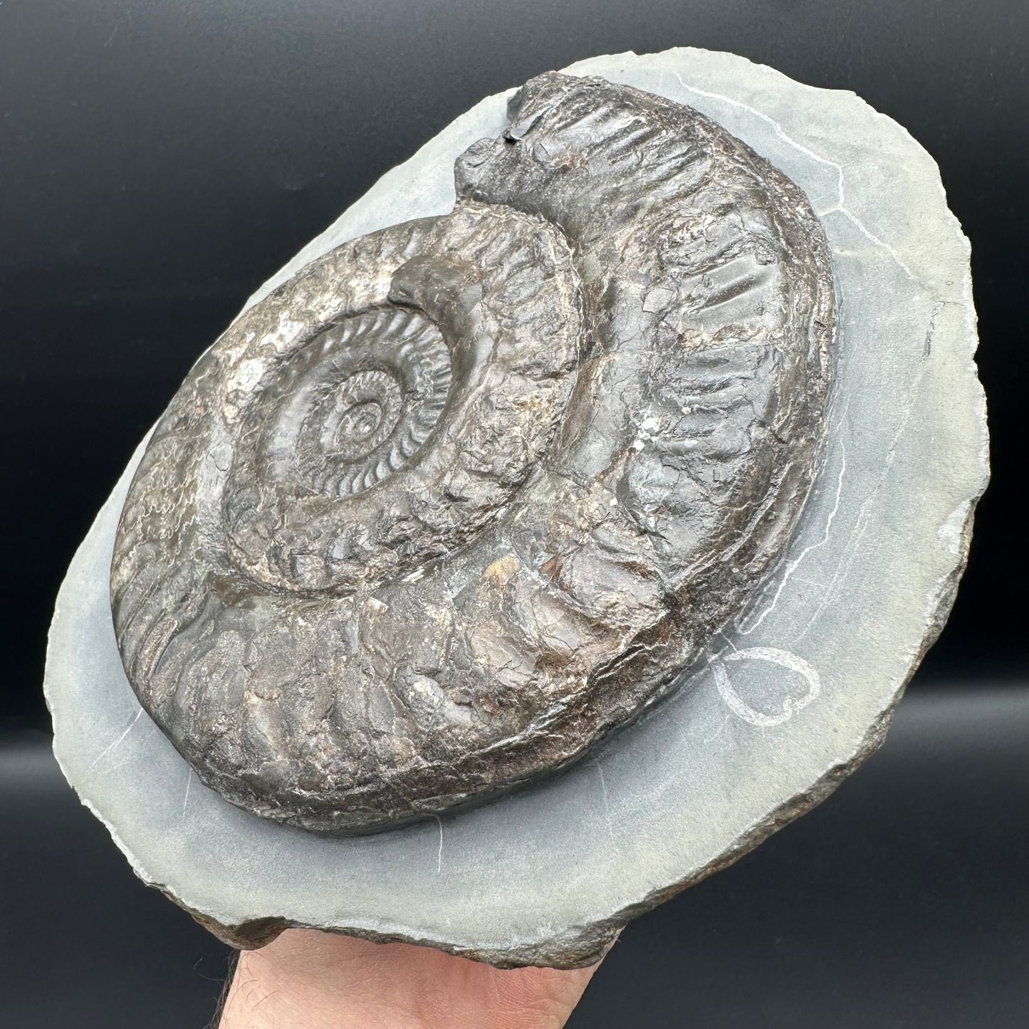 Hildoceras lusitanicum Ammonite fossil - Whitby, North Yorkshire Jurassic Coast, Yorkshire Fossils from the Jurassic Coast