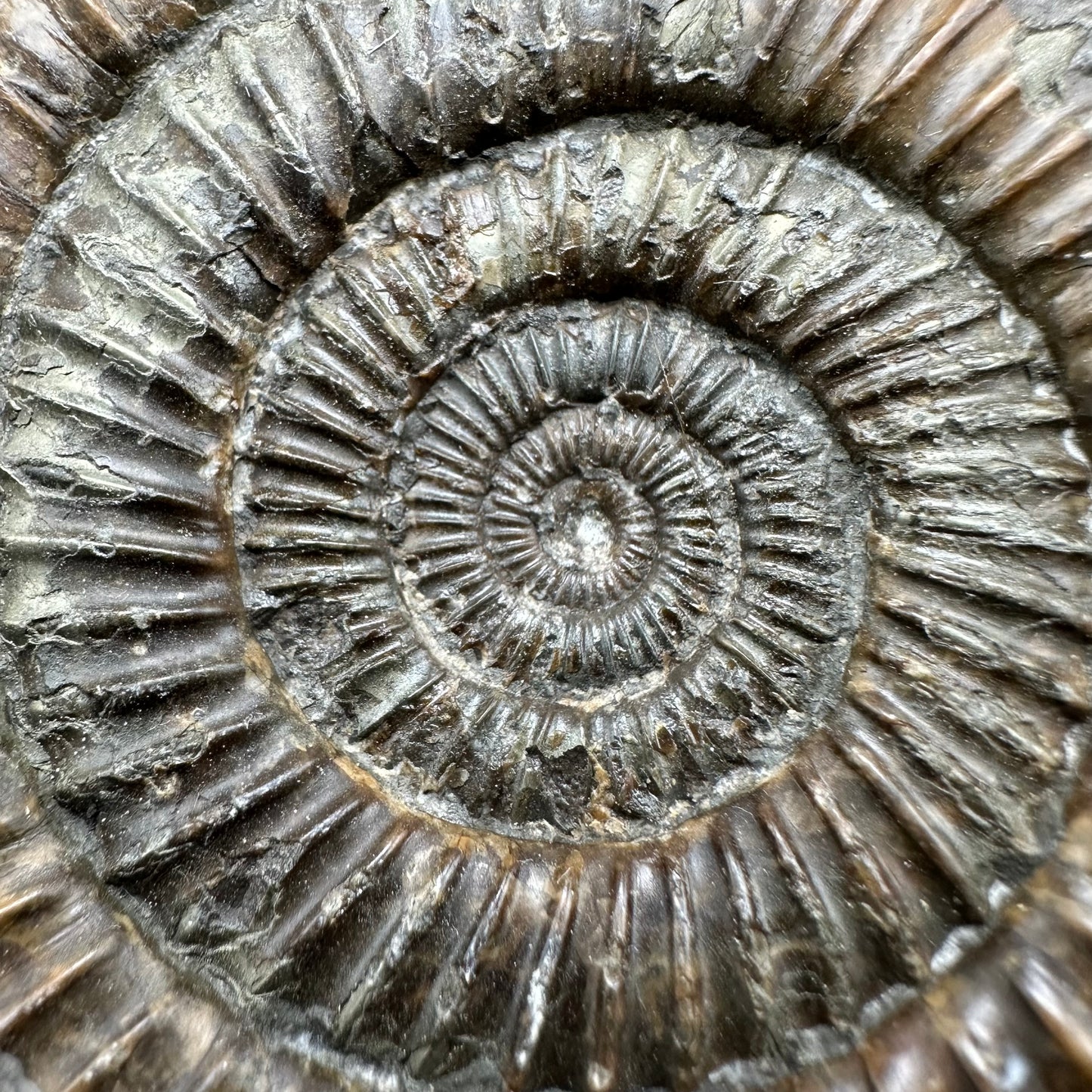 Dactylioceras Ammonite Fossil With Box And Stand - Whitby, North Yorkshire Jurassic Coast Yorkshire Fossils