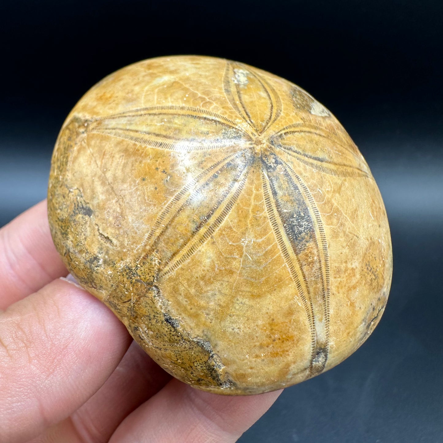 Holectypus Sea Urchin Fossil With Box And Stand - Middle Jurassic Madagascar