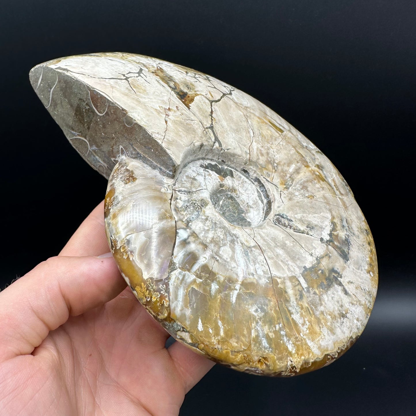 Cleoniceras Ammonite Fossil With Stand - Cretaceous Ammonite Madagascar