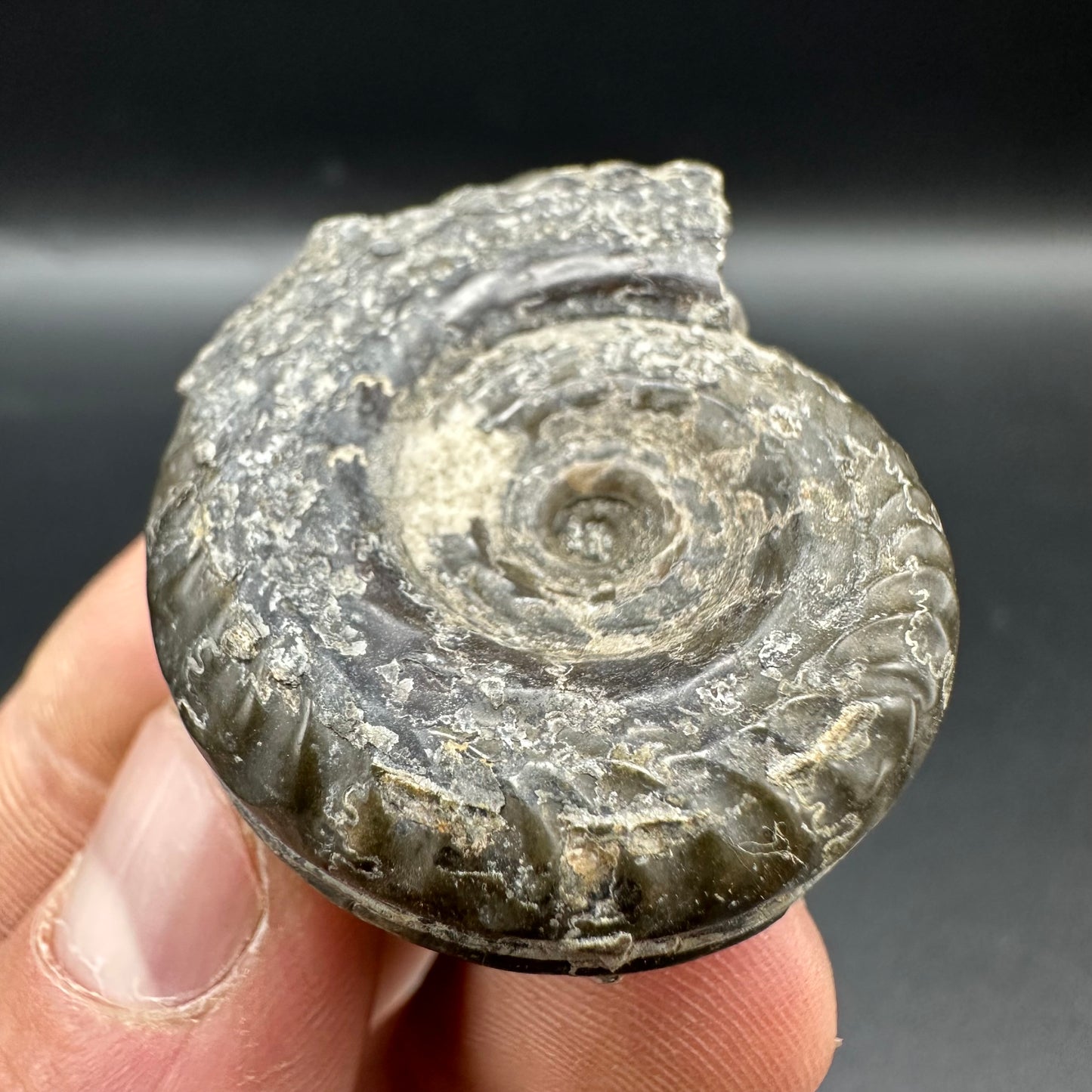 Hildoceras Bifrons Ammonite fossil with box and stand - Whitby, North Yorkshire Jurassic Coast, Yorkshire Fossils from the Jurassic Coast