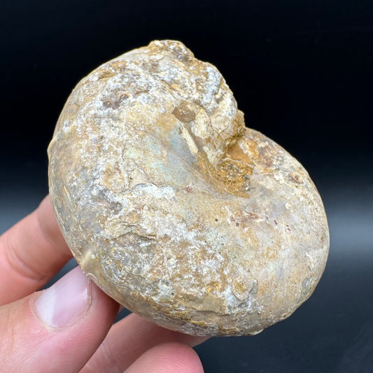 Phylloceras Ammonite Fossil With Box And Stand - Cretaceous Ammonite Madagascar