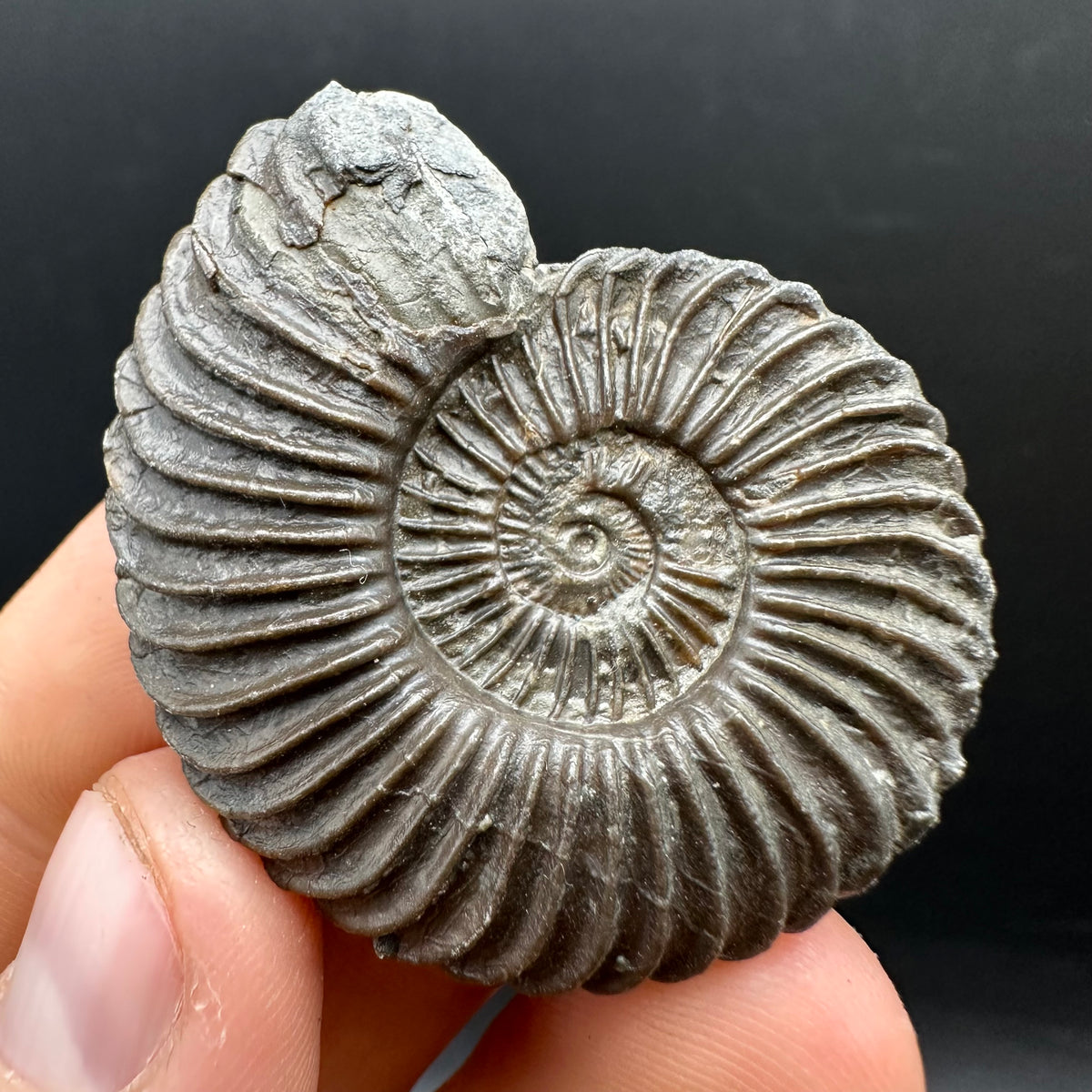 Schlothemia sp. ammonite fossil with box and stand - Whitby, North Yorkshire Jurassic Coast, Yorkshire fossils