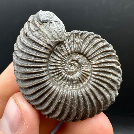 Schlothemia sp. ammonite fossil with box and stand - Whitby, North Yorkshire Jurassic Coast, Yorkshire fossils