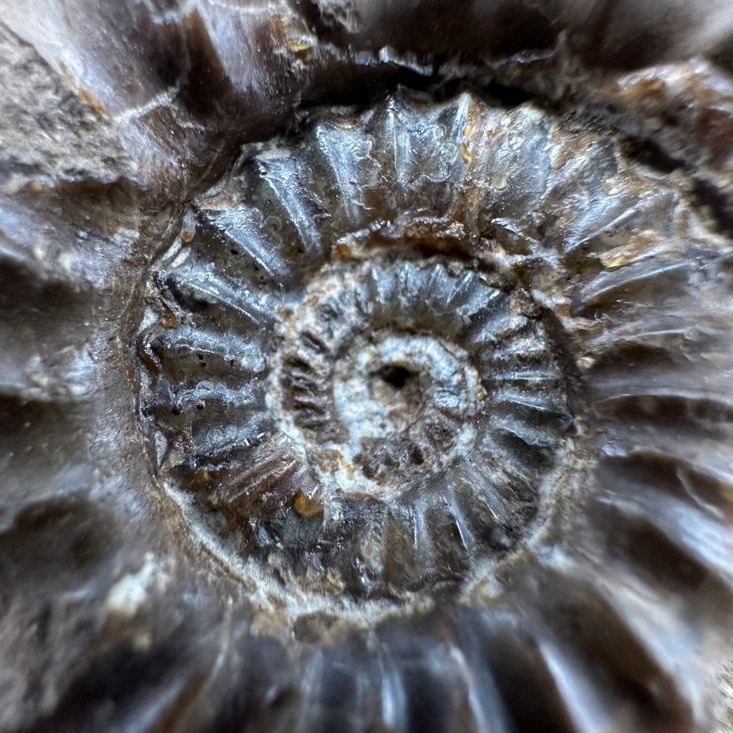 Androgynoceras capricornus Ammonite fossil with box and stand - Whitby, North Yorkshire Jurassic Coast Yorkshire Fossils