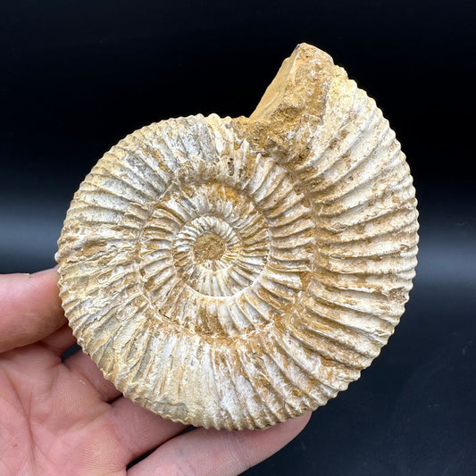 Dichotomosphinctes Ammonite Fossil With Box And Stand - Middle Jurassic Ammonite Madagascar