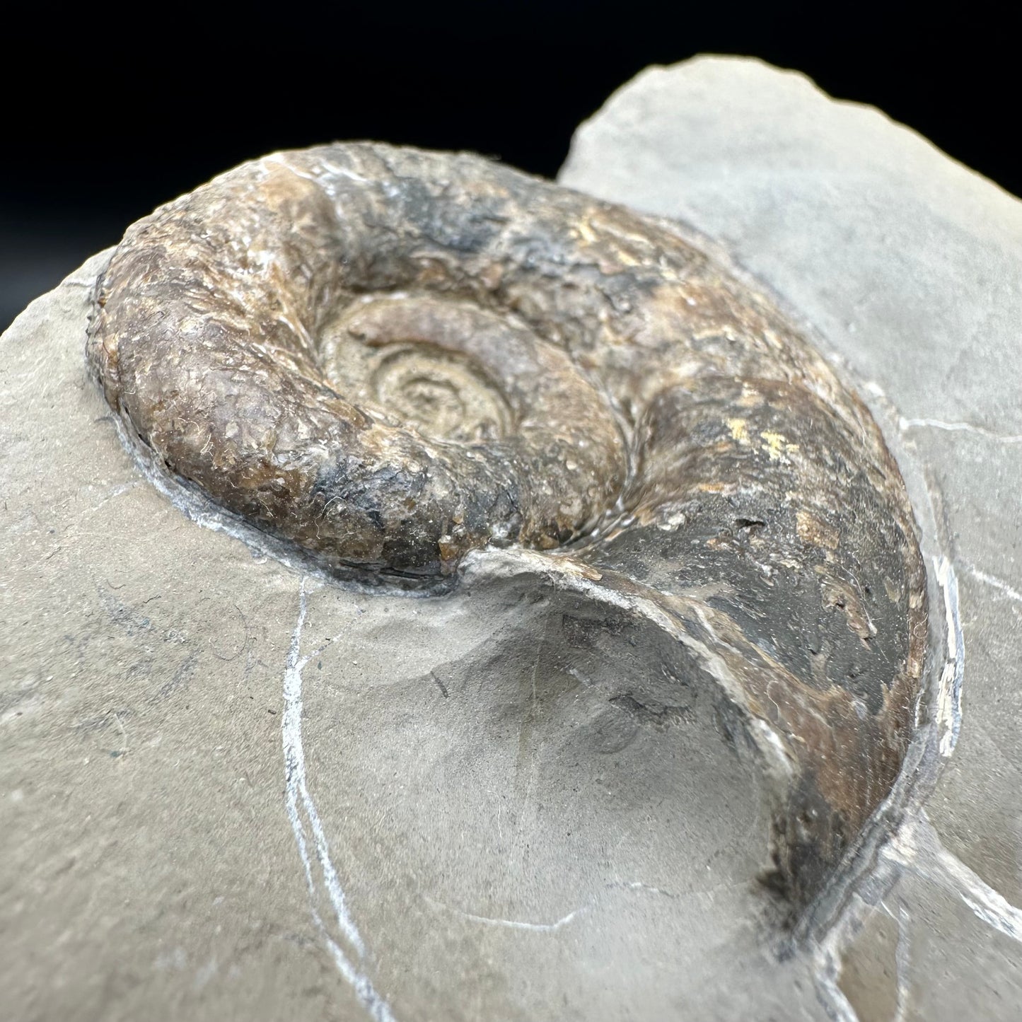 Lytoceras ammonite fossil with box and stand - Whitby, North Yorkshire Jurassic Coast Yorkshire Fossils