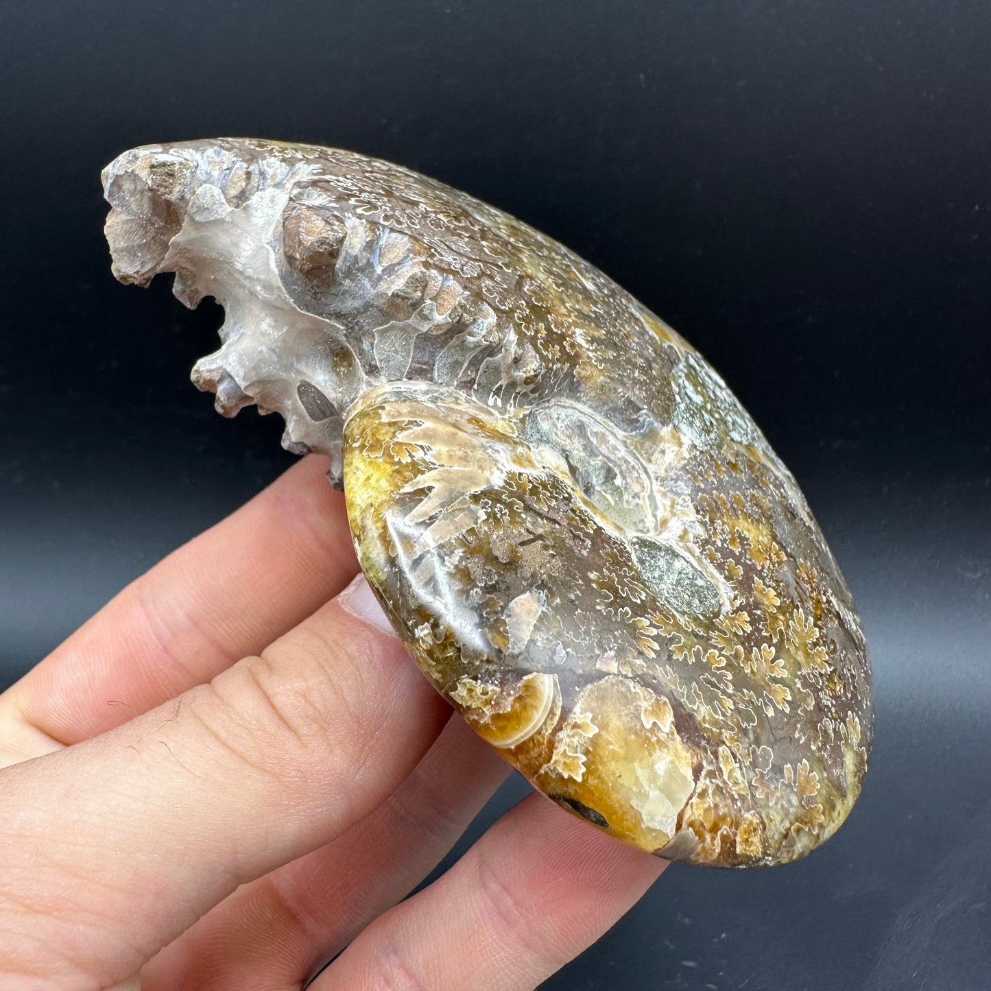 Cleoniceras Ammonite Fossil With Box And Stand - Cretaceous Ammonite Madagascar