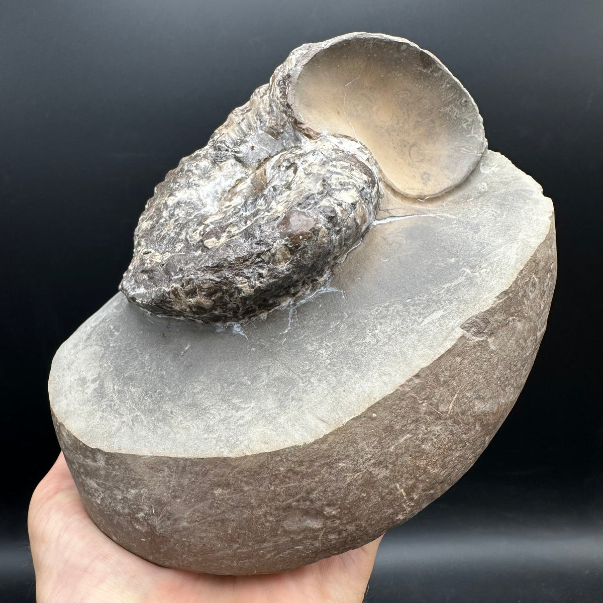 Liparoceras ammonite fossil stand - Whitby, North Yorkshire Jurassic Coast Yorkshire Fossils