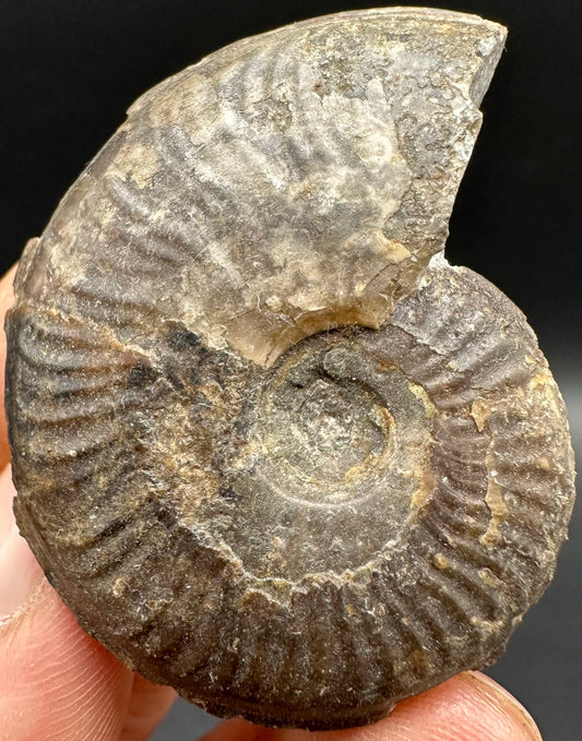 Eleganticeras Elegantulum Ammonite fossil with box and stand - Whitby, North Yorkshire Jurassic Coast, Yorkshire Fossils