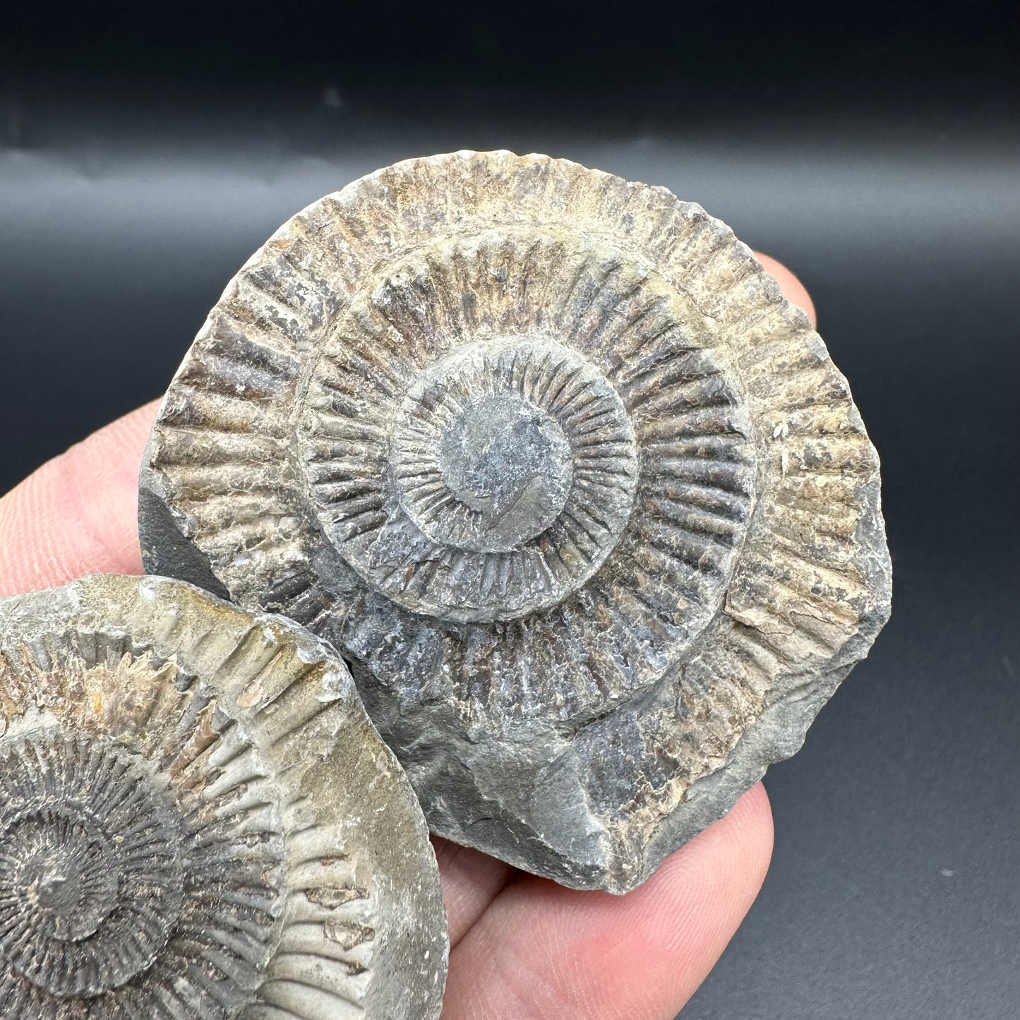 Dactylioceras imprint (negative) bundle ammonite shell fossil with box - Whitby, North Yorkshire, Yorkshire Fossils
