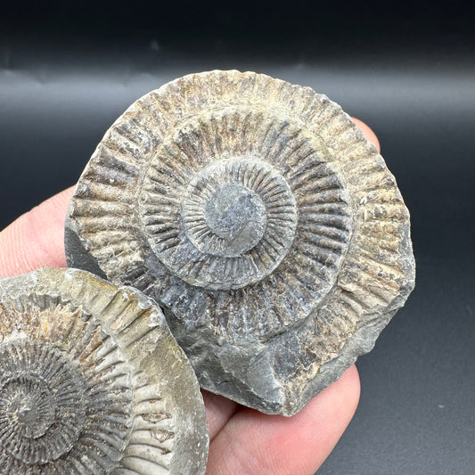 Dactylioceras imprint (negative) bundle ammonite shell fossil with box - Whitby, North Yorkshire, Yorkshire Fossils