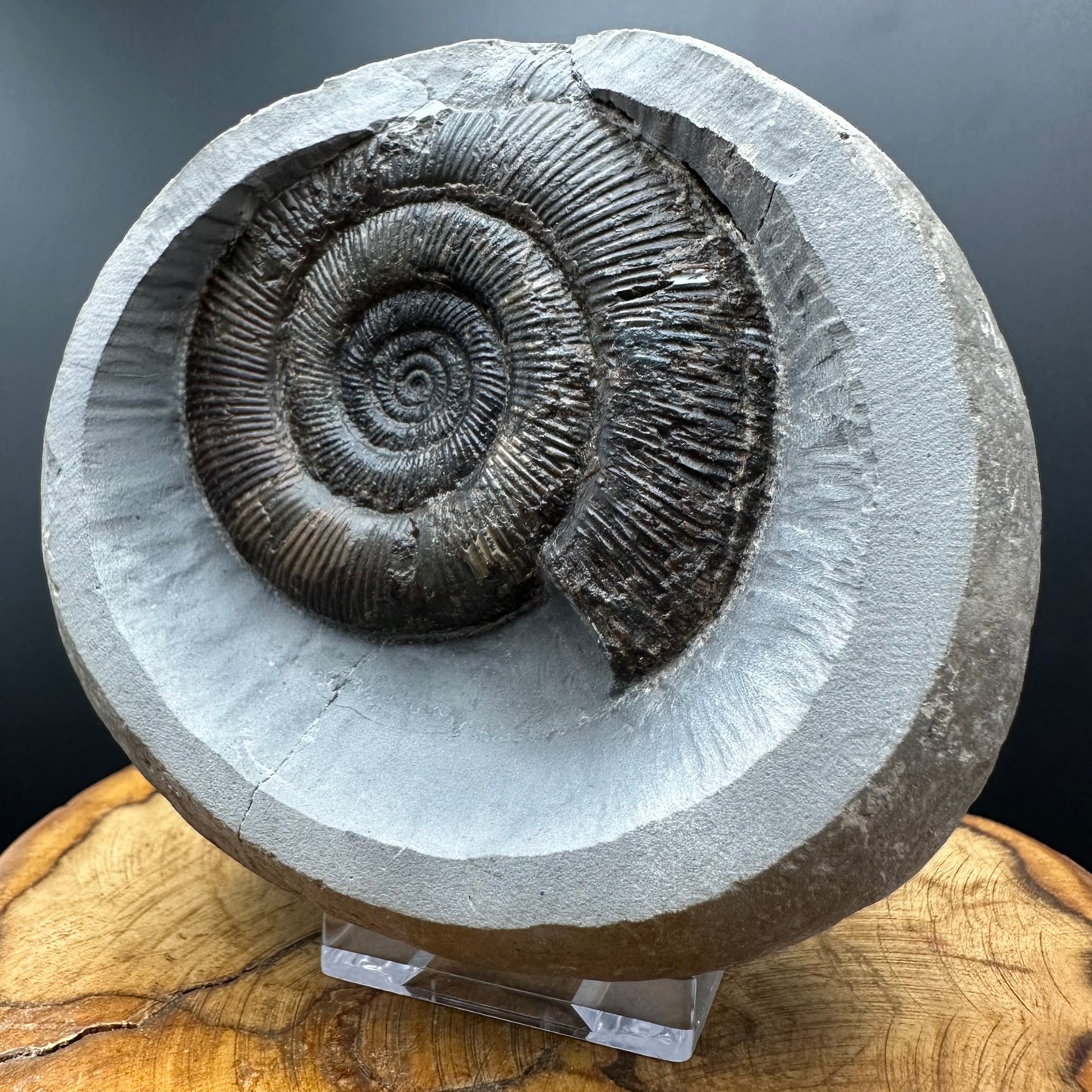 Dactylioceras semicelatum Ammonite fossil with box and stand - Whitby, North Yorkshire Jurassic Coast