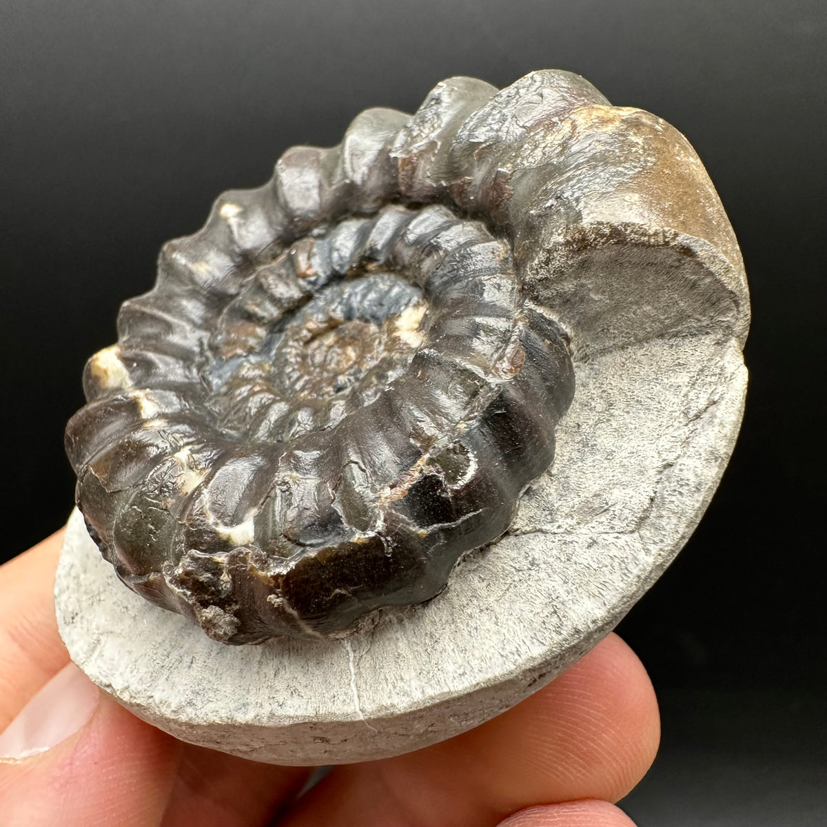Androgynoceras maculatum ammonite fossil with box and stand - Whitby, North Yorkshire Jurassic Coast Yorkshire Fossils