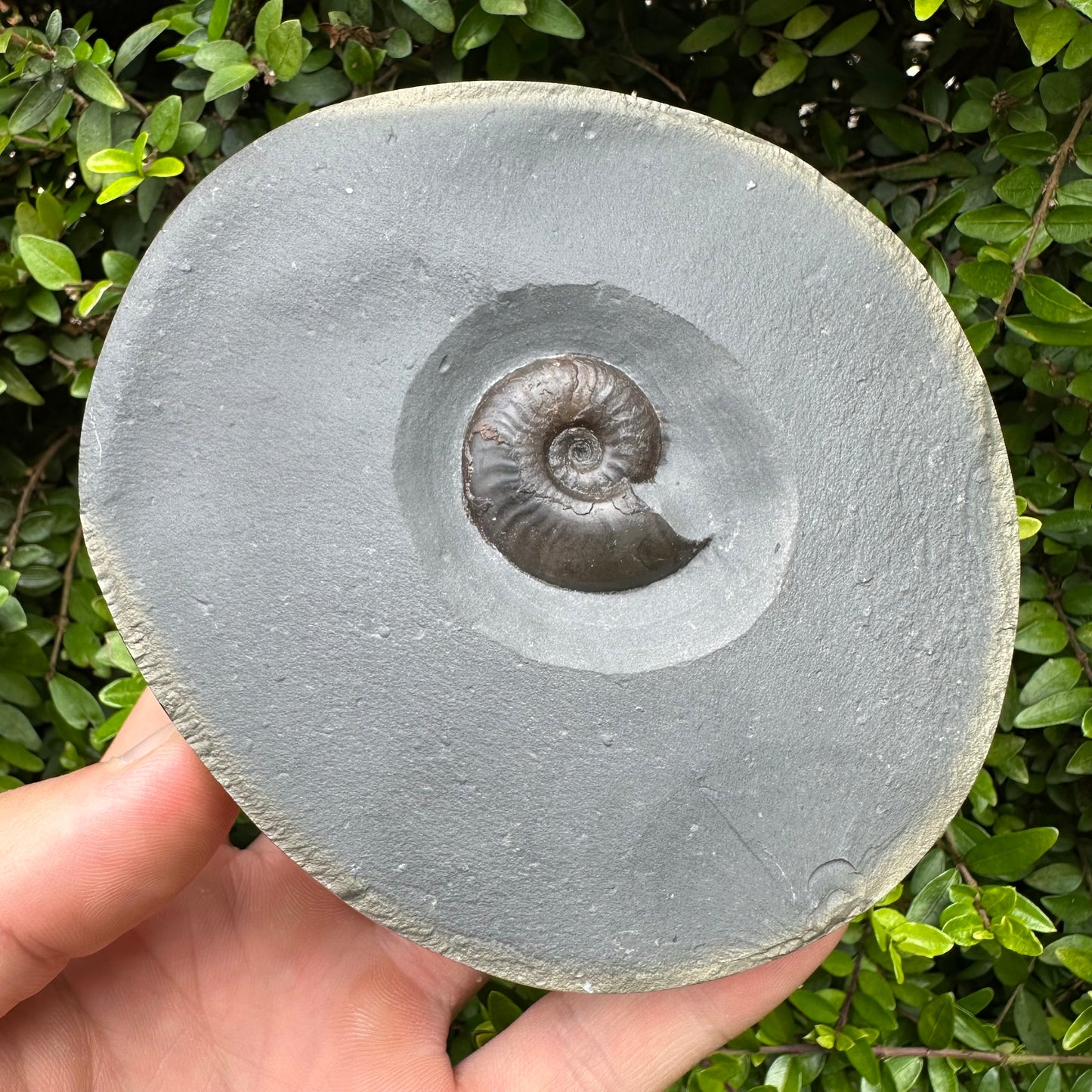 Golden Egg (GENUINE) Ammonite Fossil With Stand - Whitby, North Yorkshire Jurassic Coast Yorkshire Fossils