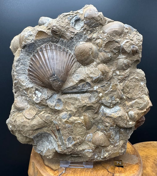 Shell fossil with stand - Whitby, North Yorkshire, Jurassic Coast, Yorkshire Fossils