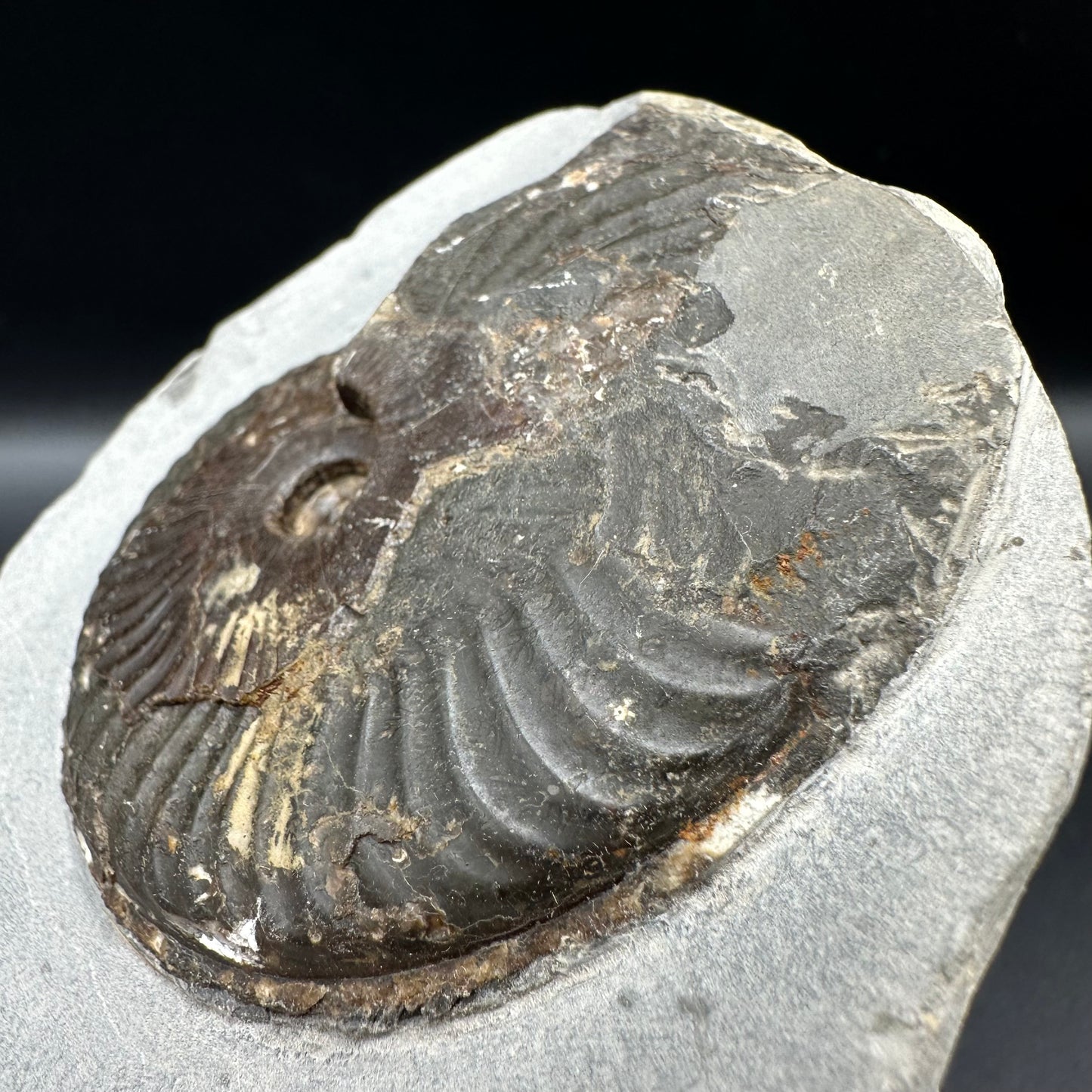 Pseudolioceras lythense Ammonite fossil with box and stand - Whitby, North Yorkshire, Yorkshire Fossils on the Jurassic Coast