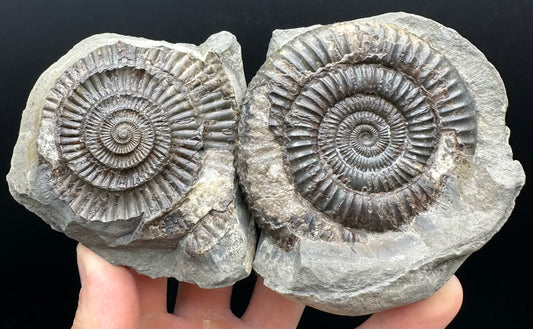 Dactylioceras Ammonite nodule (split pair) Fossil With Box And Stand - Whitby, North Yorkshire Jurassic Coast Yorkshire Fossils