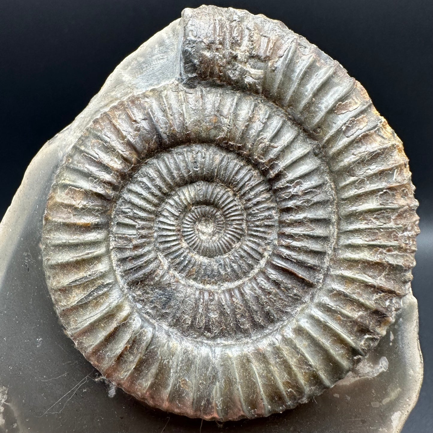 Dactylioceras Ammonite Fossil With Box And Stand - Whitby, North Yorkshire Jurassic Coast Yorkshire Fossils