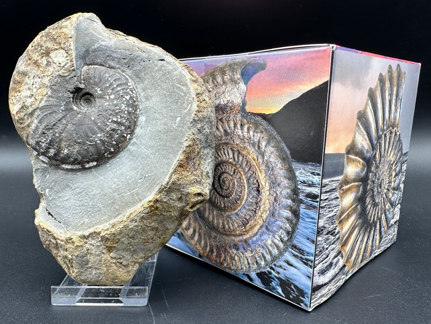 Pseudolioceras lythense ammonite fossil with box and stand - Whitby, North Yorkshire, Yorkshire Fossils on the Jurassic Coast