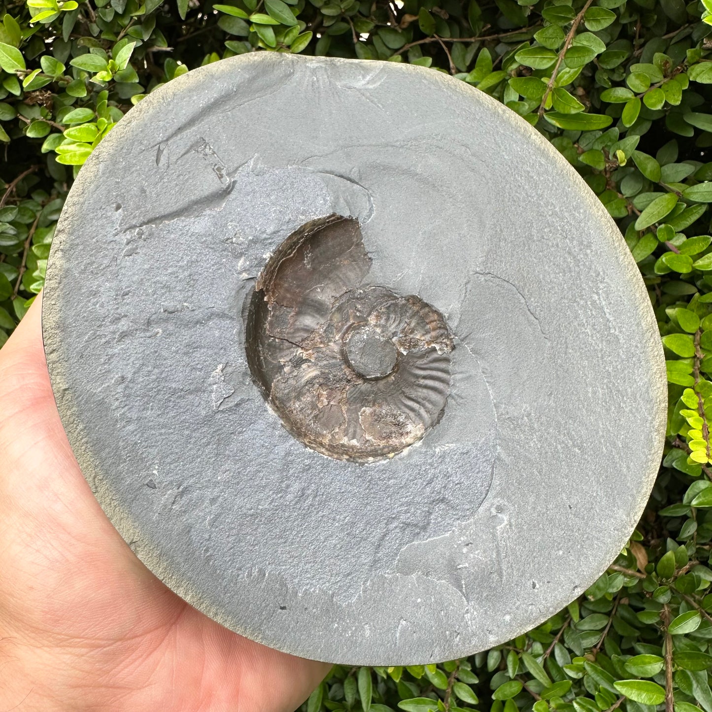 Golden Egg (GENUINE) Ammonite Fossil With Stand - Whitby, North Yorkshire Jurassic Coast Yorkshire Fossils