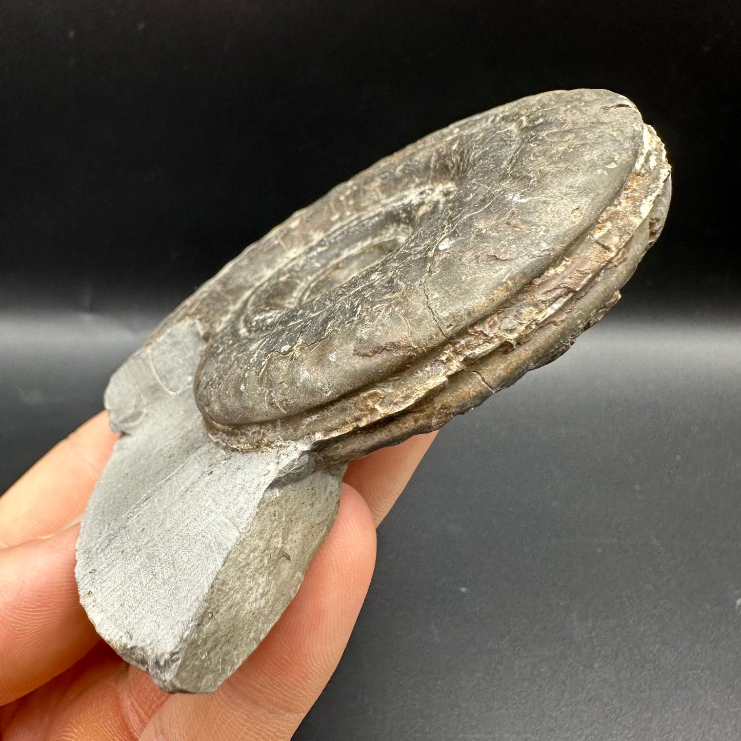 Hildoceras Bifrons Ammonite fossil with box and stand - Whitby, North Yorkshire Jurassic Coast, Yorkshire Fossils from the Jurassic Coast