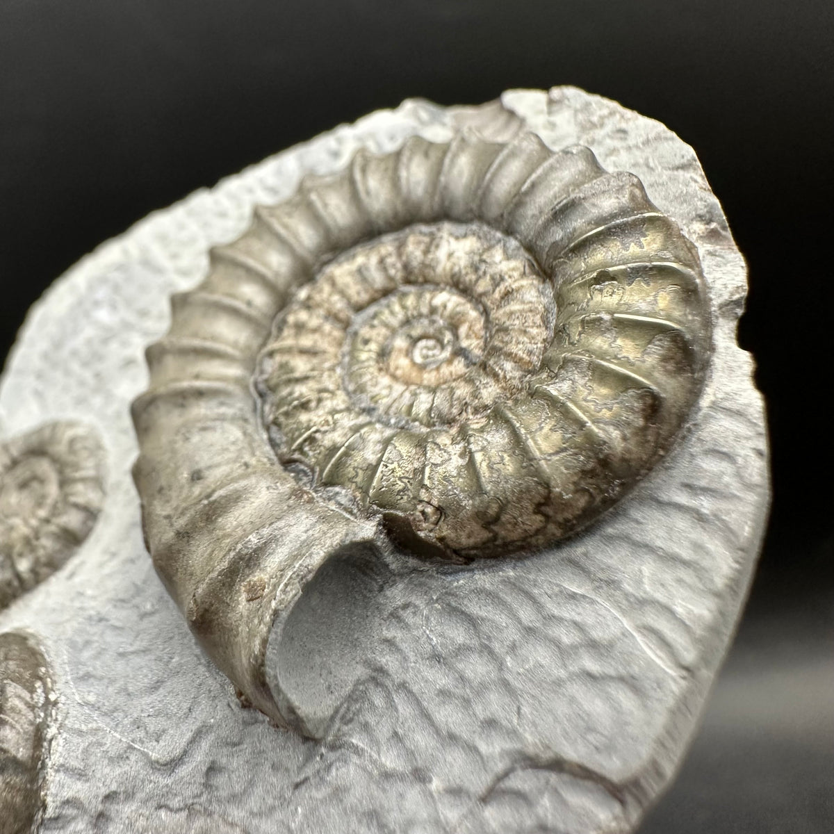 Arnioceras ammonite shell fossil with box and stand - Whitby, North Yorkshire Jurassic Coast Yorkshire Fossils