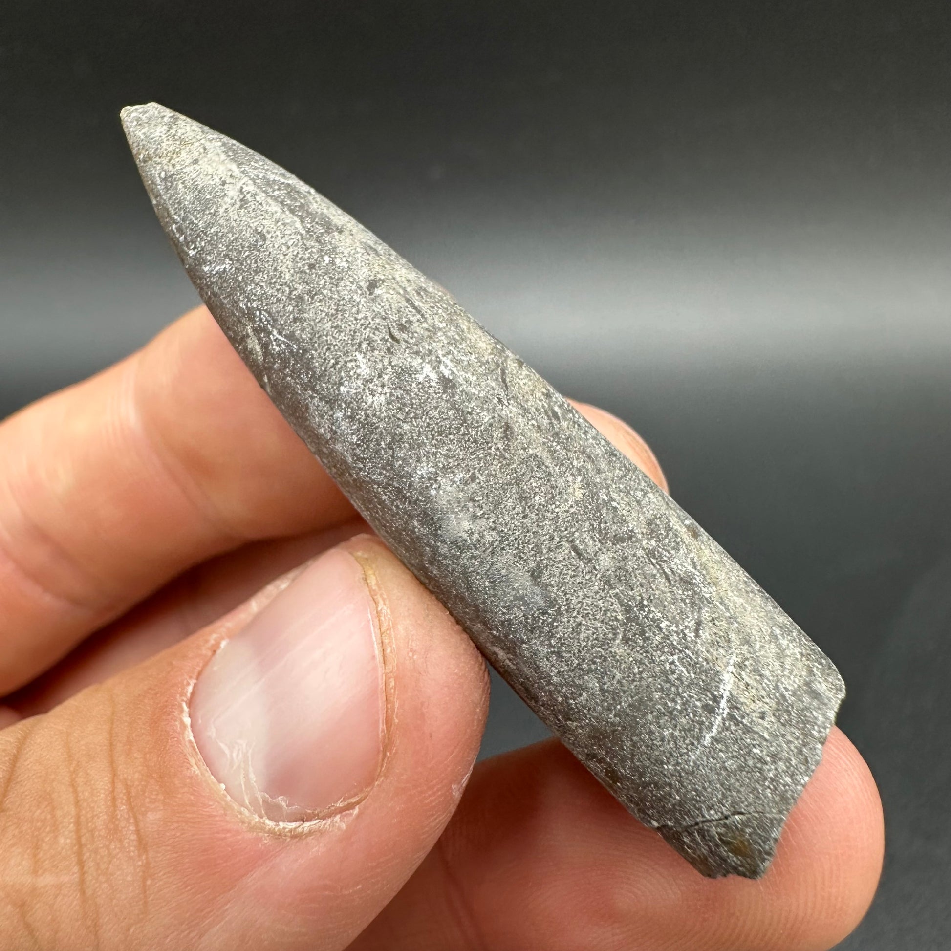 Belemnite (Fossil Squid) shell fossil - Whitby, North Yorkshire Jurass ...