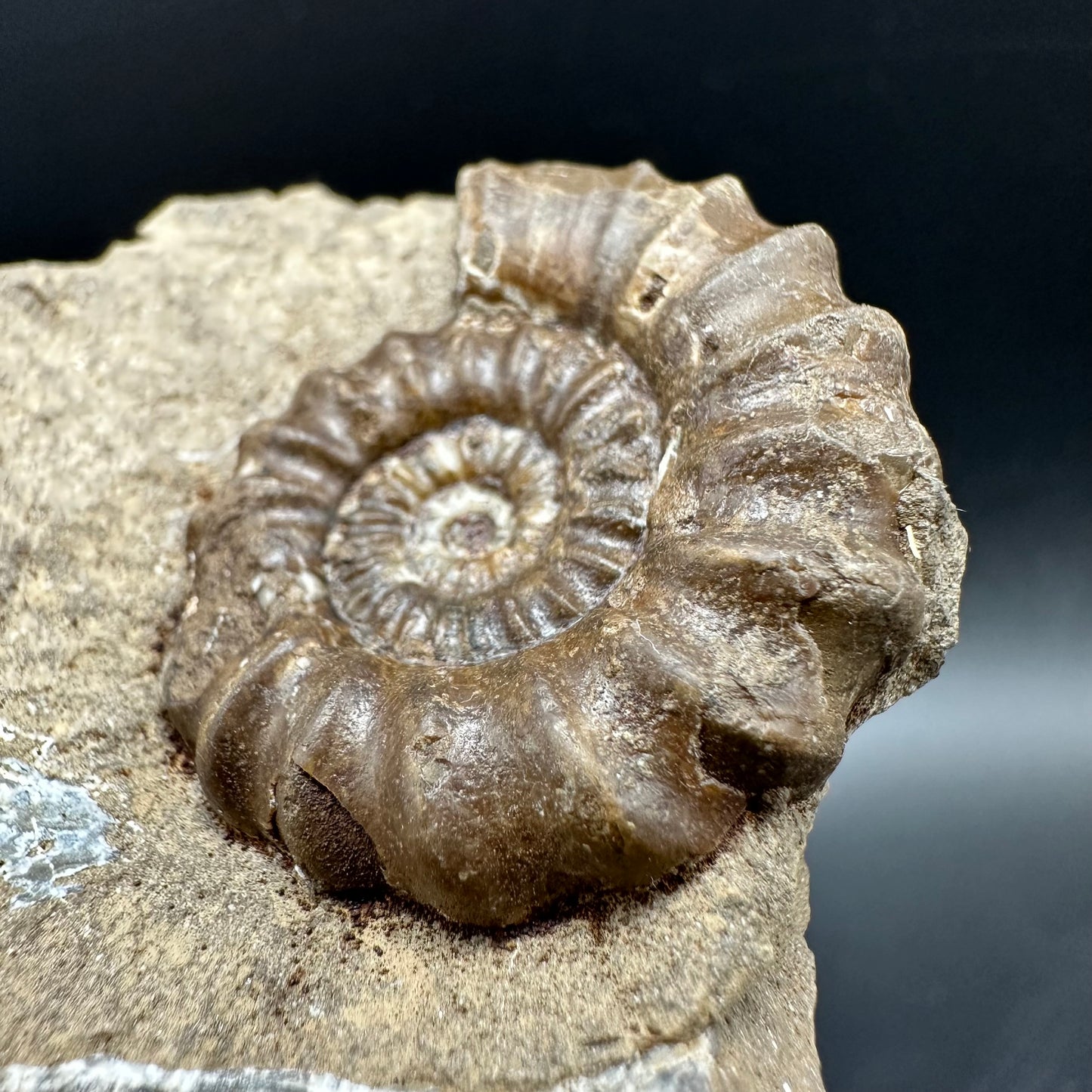 Androgynoceras capricornus Ammonite Fossil With Box And Stand - Whitby, North Yorkshire Jurassic Coast Yorkshire Fossils