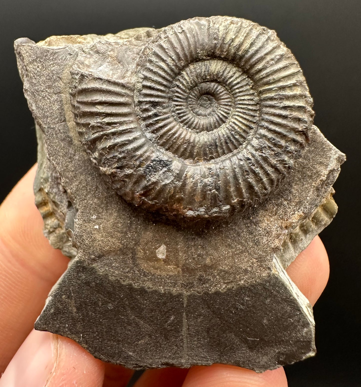 Dactylioceras Ammonite Fossil Gift Set - Whitby, North Yorkshire Jurassic Coast Yorkshire Fossils