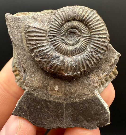 Dactylioceras Ammonite Fossil Gift Set - Whitby, North Yorkshire Jurassic Coast Yorkshire Fossils