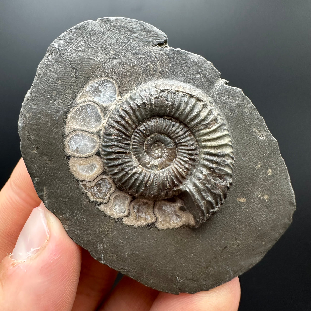 Dactylioceras Ammonite Fossil With box and Stand - Whitby, North Yorkshire Jurassic Coast Yorkshire Fossils
