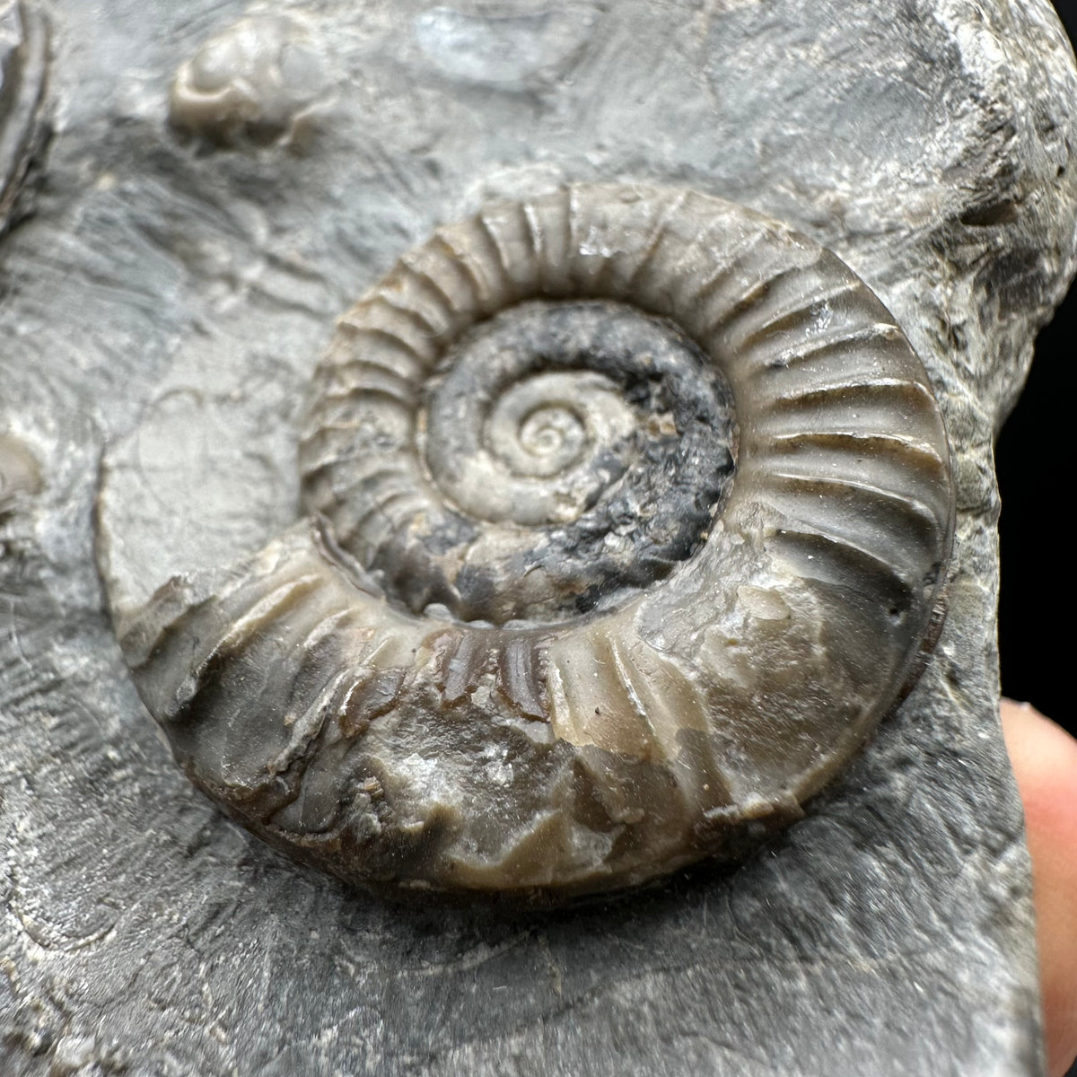 Arnioceras ammonite shell fossil with stand - Whitby, North Yorkshire Jurassic Coast Yorkshire Fossils