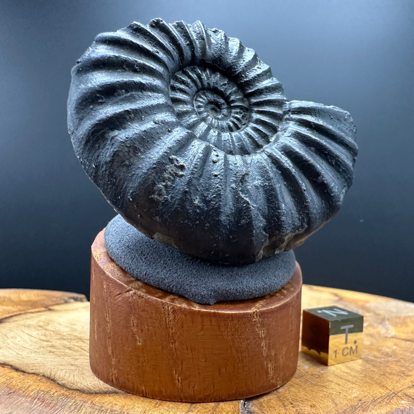 Asteroceras Ammonite fossil with box and stand - Whitby, North Yorkshire Jurassic Coast Yorkshire Fossils