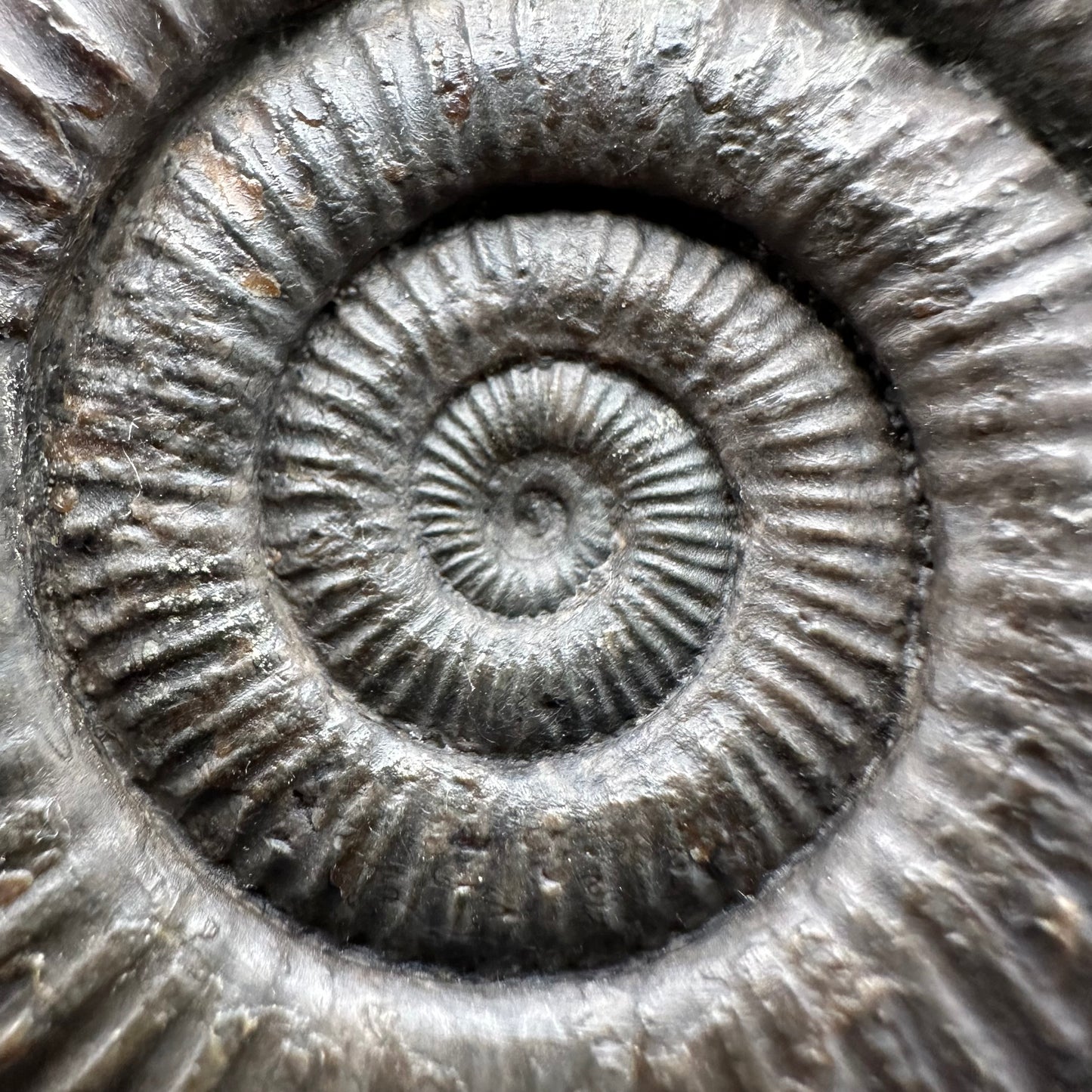 Dactylioceras Ammonite Fossil With box and Stand - Whitby, North Yorkshire Jurassic Coast Yorkshire Fossils