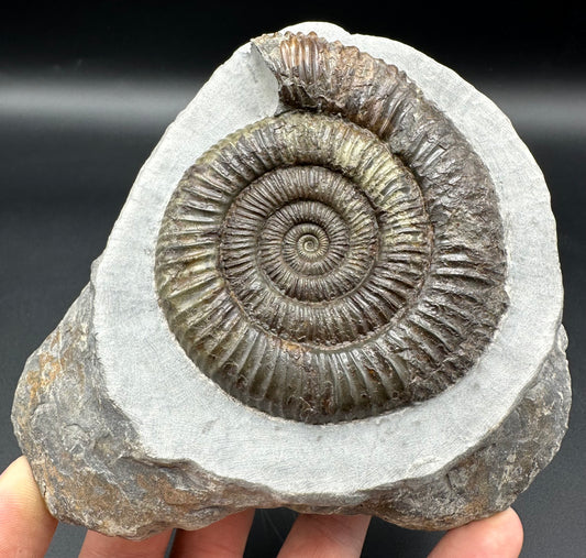 Dactylioceras Ammonite Fossil - Whitby, North Yorkshire Jurassic Coast Yorkshire Fossils