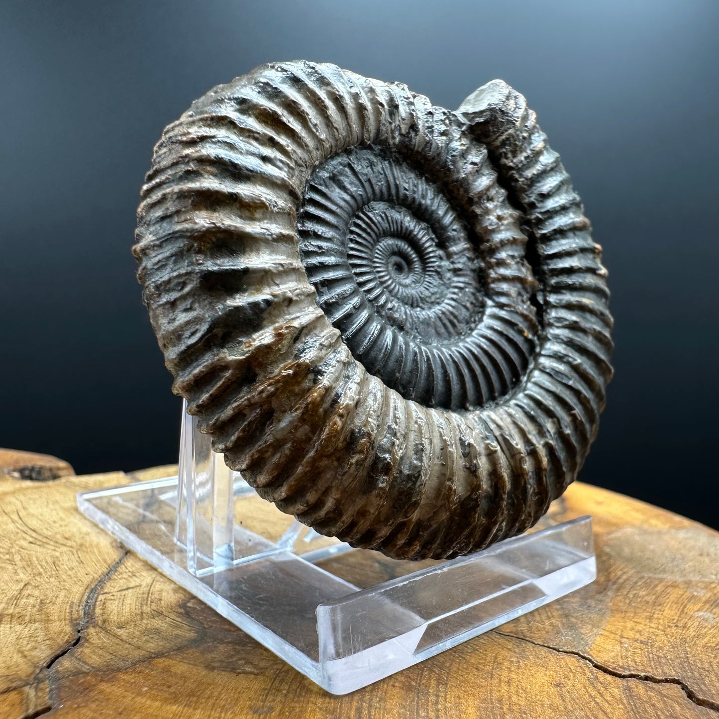 Dactylioceras Ammonite Fossil With box and Stand - Whitby, North Yorkshire Jurassic Coast Yorkshire Fossils